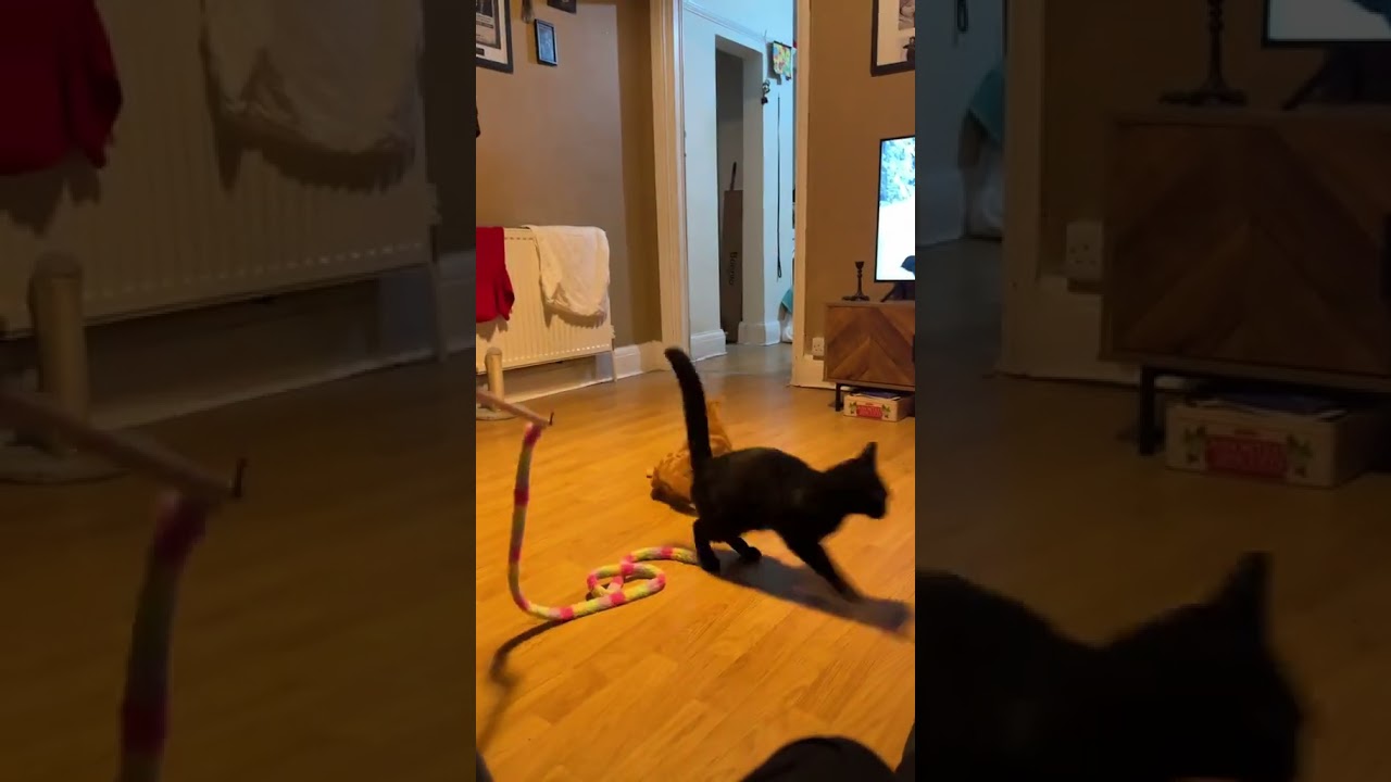 Cuando estás en el lugar equivocado 😹🤣 