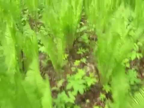Video: Папоротник жалбырактуу пиондорду өстүрүү – папоротник жалбырактуу пион өсүмдүгүнө кантип кам көрүү керек