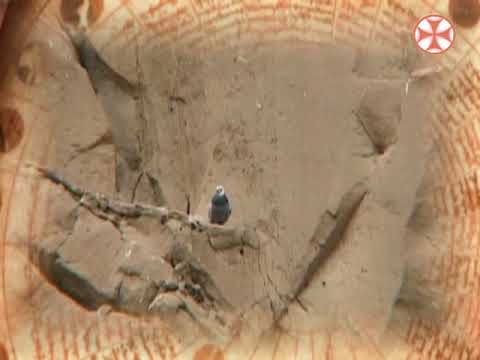 საეკლესიო კალენდარი - 12 ოქტომბერი , 2018 წ.