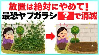 【抜くのは危険】しつこいヤブガラシを簡単に根絶させる裏ワザ