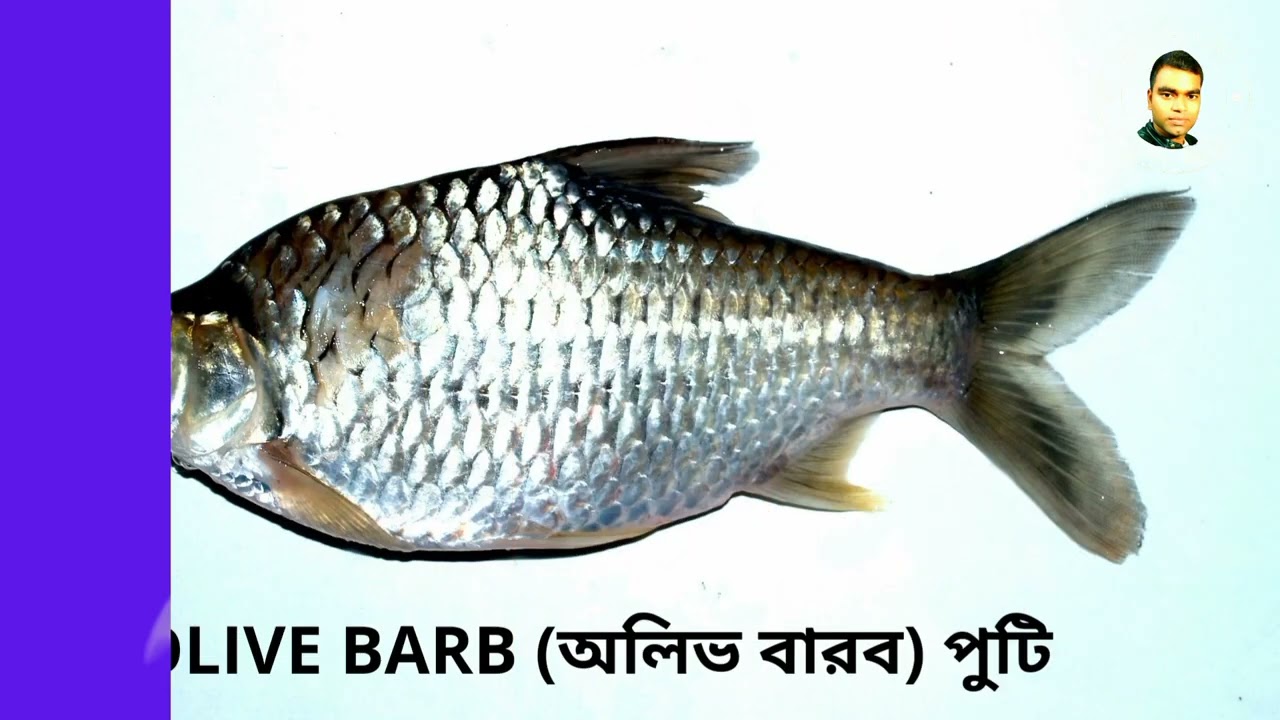 মাছ পরিচিতি। Child literature, fish introduction.