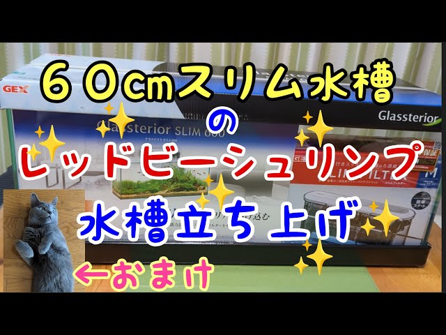 60cmスリム水槽のレッドビーシュリンプ水槽立ち上げ/新たなる挑戦
