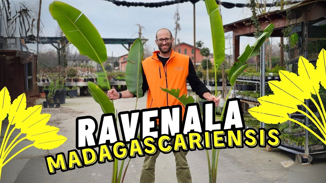 Semi Di Palma Del Viaggiatore  Ravenala Madagascariensis P 1326