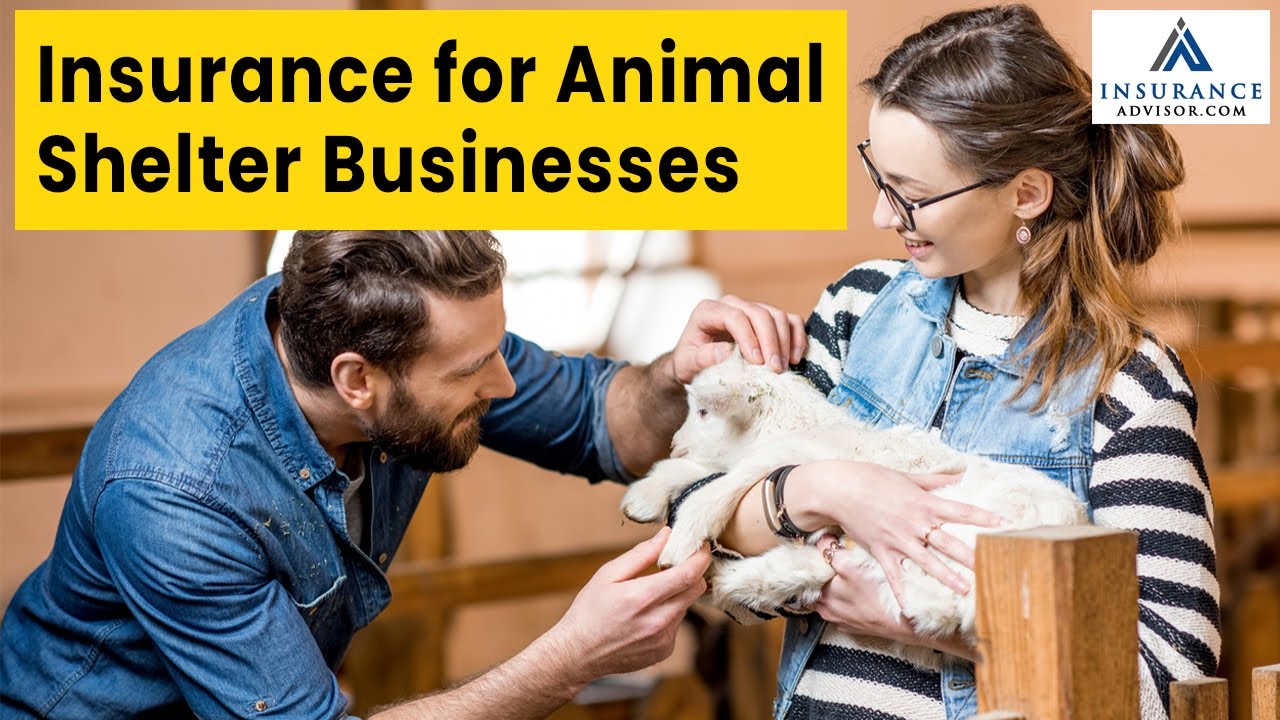 Insurance for Animal Shelter Businesses | InsuranceAdvisor.com - YouTube