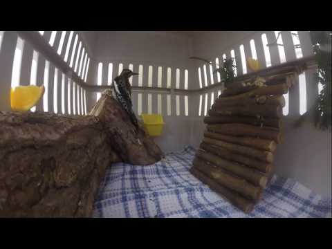 bird app Yellow-Bellied Sapsucker Eating!