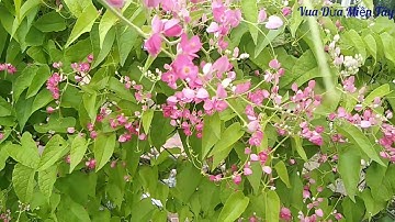 Vua Dừa Miền Tây // vua dừa xử lý cây dừa dứa trái rất là sai leo trèo như khỉ