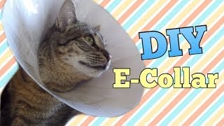 DIY E-Collar