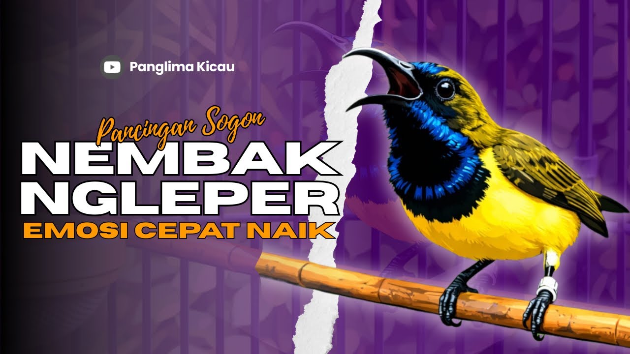 Pancingan Sogon Khusus Fighter! Emosi Cepat Naik & Ngleper #pancingansogon #sogongacordor #sogon 