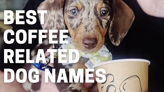 Top 10 Coffee Related Dog Names 2022: Best Guide