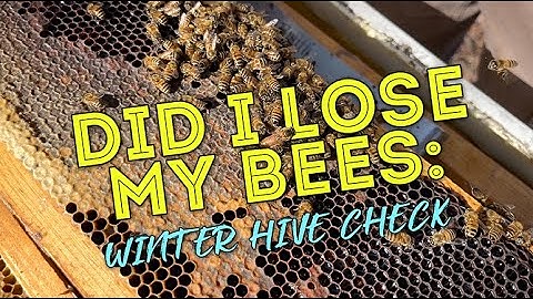 Did I Lose My Bees: Cora's Anel hive has not shown any activity this winter.