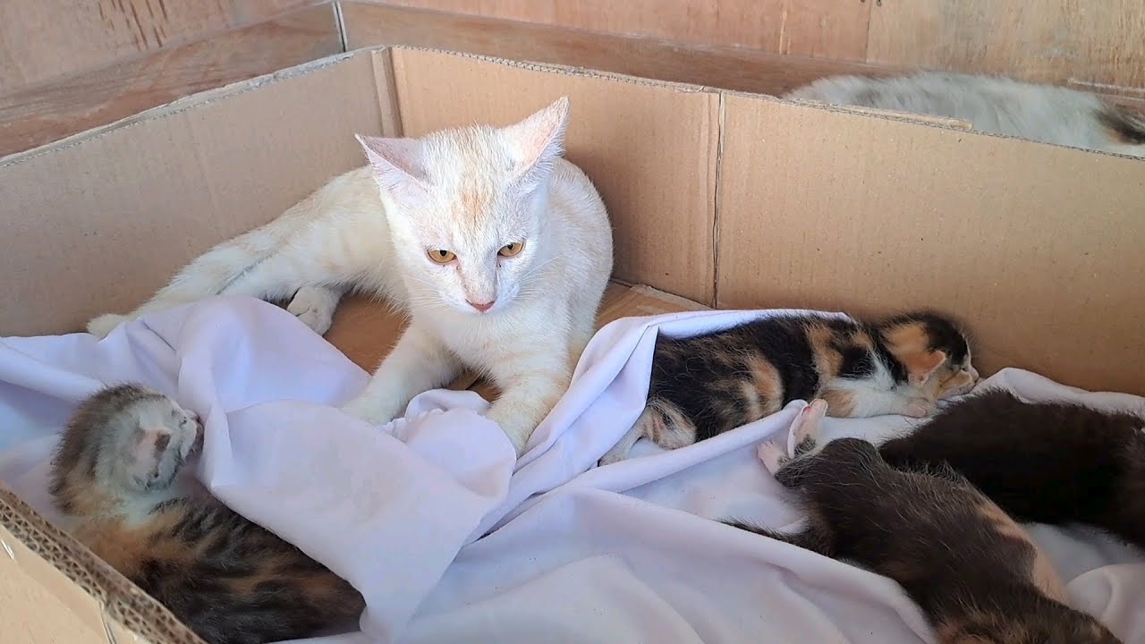 Big brothers cat disturbing sleeping kittens YouTube