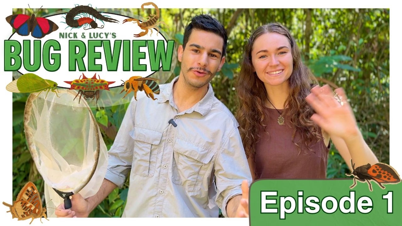 Bug Review - Episode 1 (AMAZON) - YouTube
