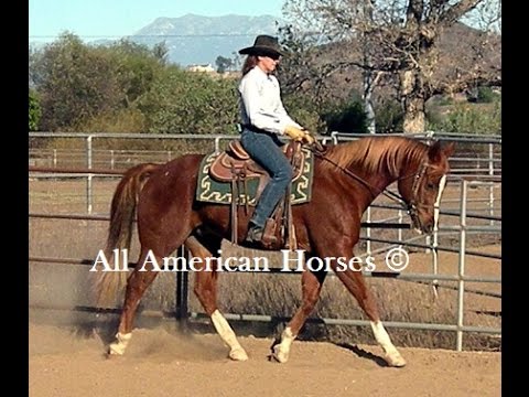 Teresa Kackert - All American Horses - Duke APHA gelding for sale ...