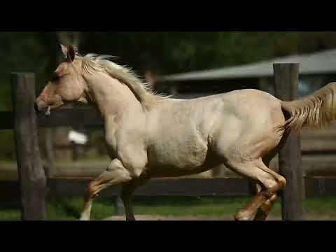 LOTE 004 FIREWATTER FLYNG   15º CARUANA FUTURITY CHAMPIONS