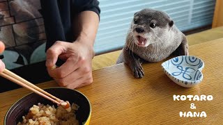 カワウソのとなりで一緒に高級貝を食べる父ちゃん　Otters Eating Pearl Meat with Dad