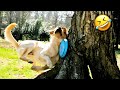 Try not to laugh  new funny dog and cat  part 1