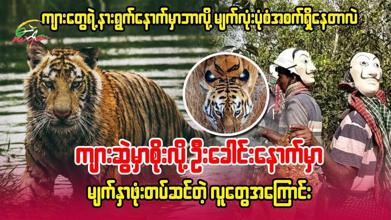 ကျားနားရွက်နောက်မှာဘာလို့မျက်လုံးပုံစံအစက်ရှိနေတာလဲ၊ခေါင်းနောက်မှာမျက်နှာဖုံးတပ်ဆင်တဲ့ လူတွေအကြောင်း