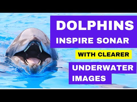 Dolphins Inspire New Sonar Echo Processing Method