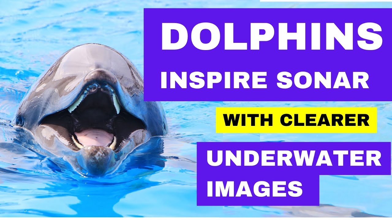Dolphins Inspire New Sonar Echo Processing Method YouTube