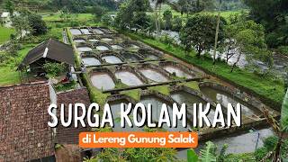 Download Lagu A Fish Pond Paradise on the Slopes of Mount Salak, Its Natural Preservation, Its Residents Prosper MP3