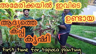 Malayali family planted tapioca for the first time| Kerala style farming| Malayalam farm vlog