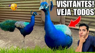 Chegou 3 novas aves na Criação | Boas notícias calopsitas | Vou ficar 3 dias fora | Aves Recriar 