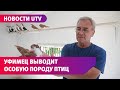 Уфимец 50 лет выводит уникальную породу голубей. Познакомьтесь с Ринатом Шакировым