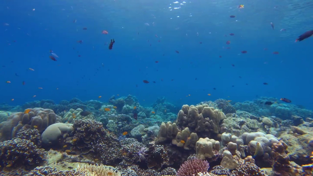 Mu koh surin "Gopro"2018