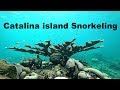 Снорклинг остров Каталина / Catalina island Snorkeling