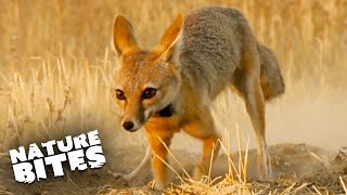 Baby Kit Foxes Narrowly Escape Coyote Attack | Hollywood Fox | Nature Bites