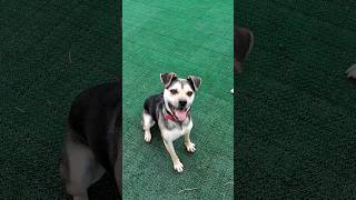 ふじ子　20260313 ボール女　