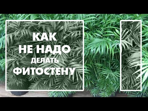 Как не надо делать фитостену. Деньги на выброс.