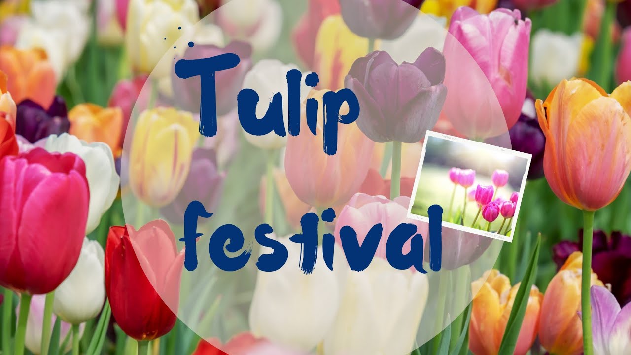 Skagit Valley Tulip Festival Roozengaarde Tulip festival Washington