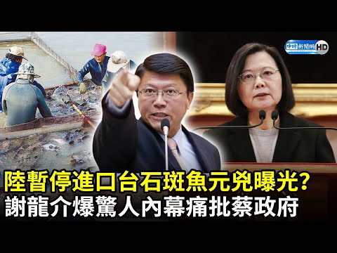 石斑魚被大陸暫停進口元兇曝光？ 謝龍介爆驚人內幕痛批蔡政府｜中時新聞網