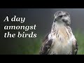 A day amongst the birds -  Wildlife Photography Vlog / Birds of Prey / Hide Photography