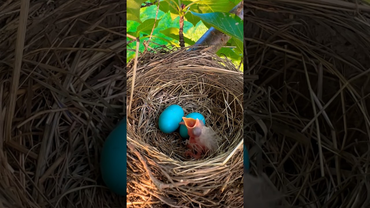 I found bird’s nest with Blue eggs on my cherry blossoms tree🪺 