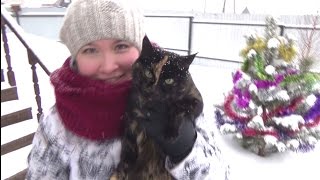 Немного Новогоднего настроения! Мейн-куны. Красноярск. Немного Новогоднего настроения! Мейн-куны. Красноярск.