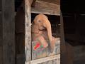 Baby Elephant Is Too Innocent 👍 #shorts​ #animals​ #wildlife #elephant
