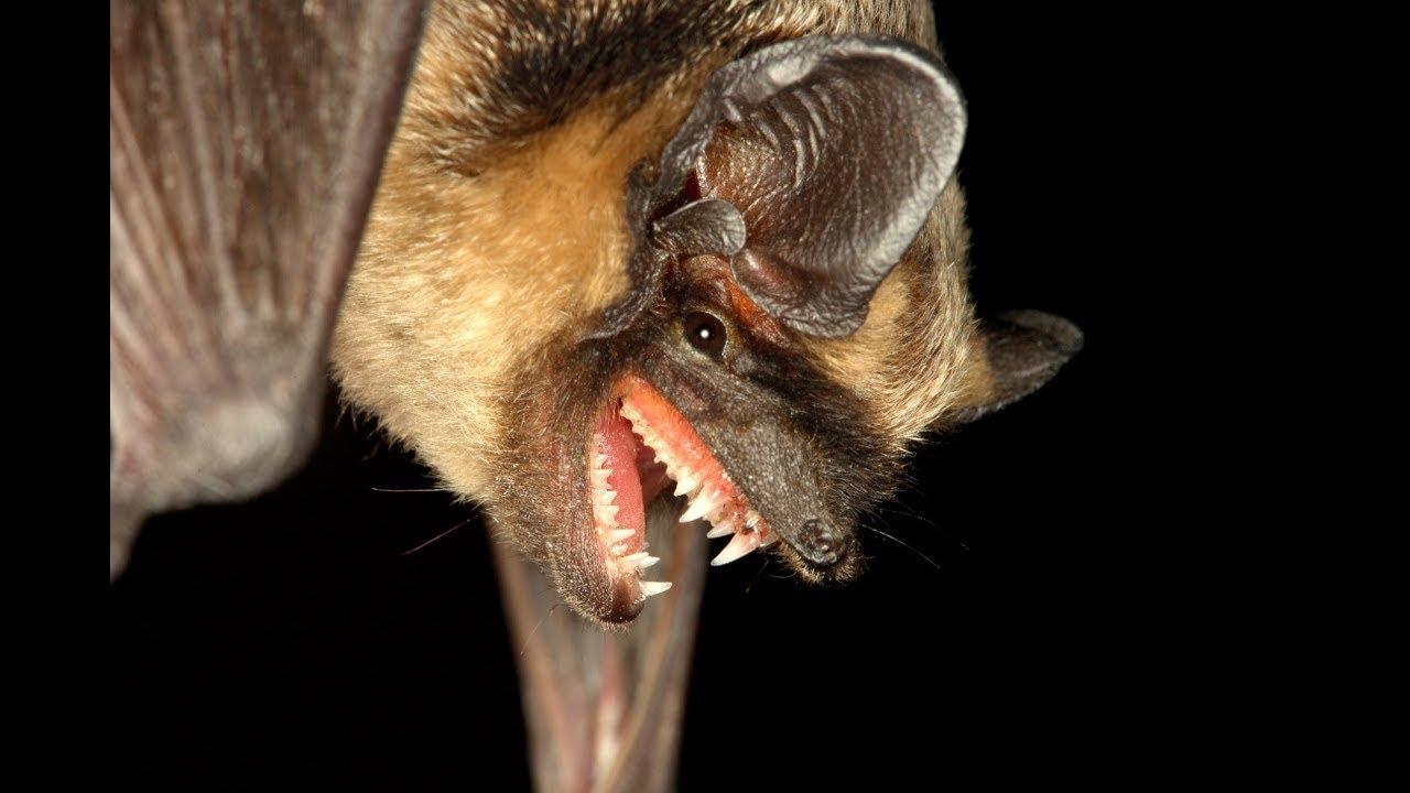 kaip numesti šikšnosparnių svorį