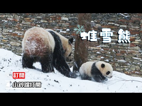《熊貓早晚安》熊貓媽媽發現了堆“雪熊”的方法 | iPanda熊貓頻道