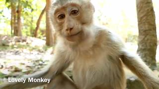 Poor Monkey Rose Look Skinny & Hungry. Her Finger Can Move .