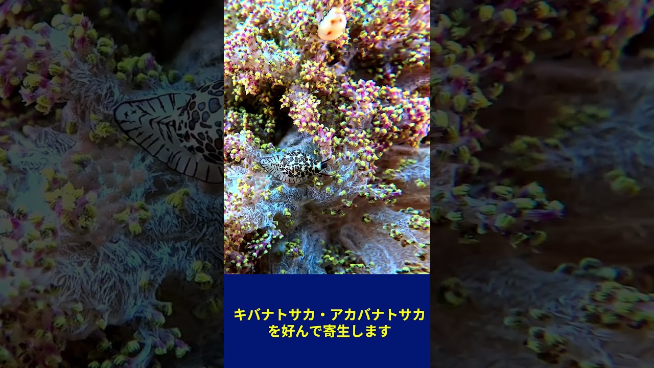 ホソテンロクケボリ Diminovula alabaster  