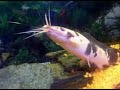 Spotted Catfish In Planet Earth Aquarium Mysore