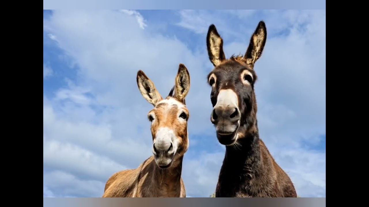 Pimpačkiukai Nors nėr tavęs čionai. Jei patiko-spauskite prenumeruoti ir mus matysite dažniau