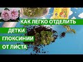 Отделяем детки глоксинии от материнского листа, чтобы они быстрее прижились и стали расти