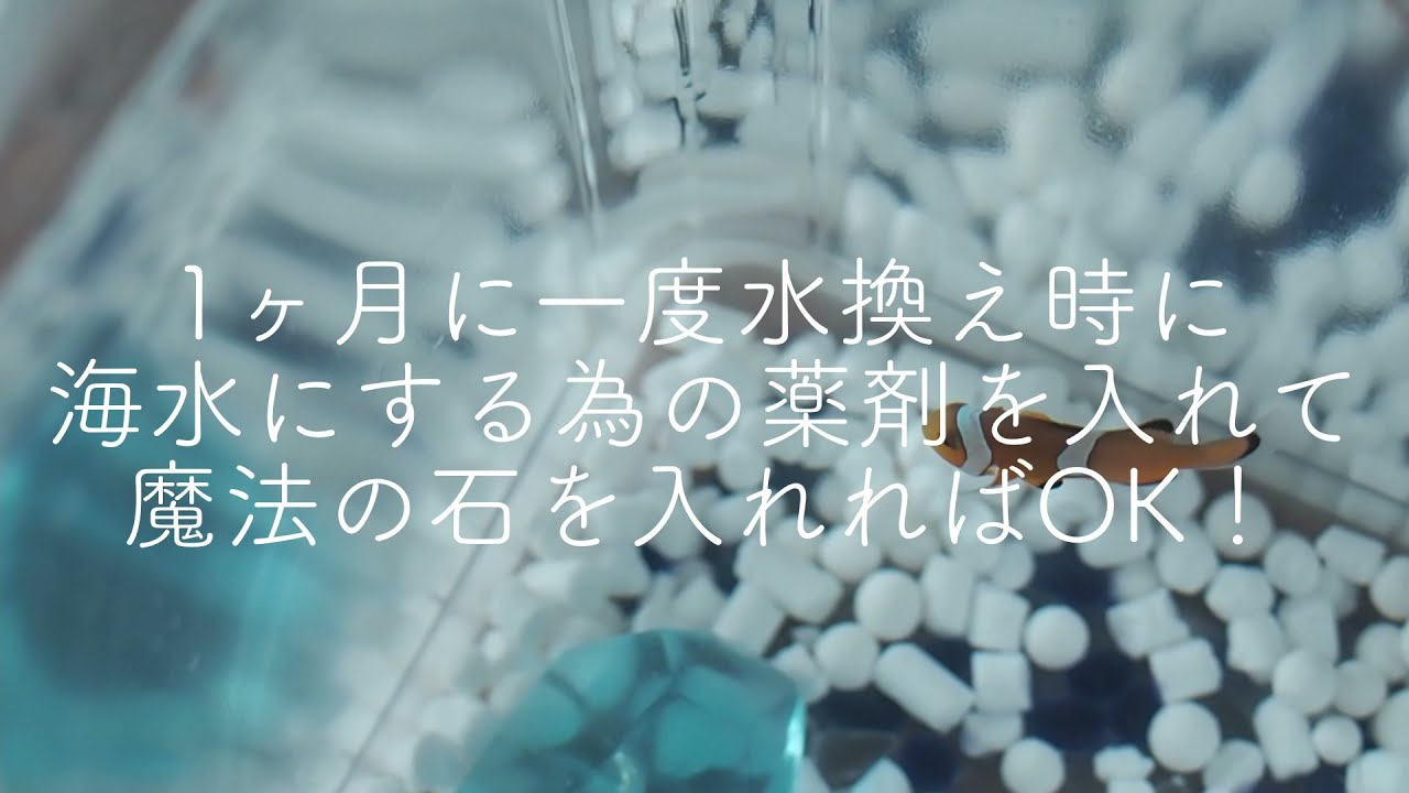 「ボトルで飼えるクマノミ」を飼い始めたら色々スゴかった！！