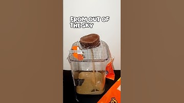 Thumbnail of It's raining tacos,from out of the sky,tacos,no need to ask why.