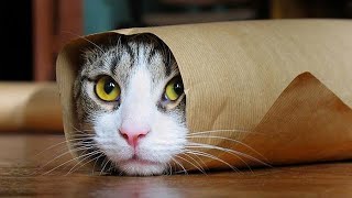 1 Hour of the Funniest Cats on the Planet #2 | Funny Animal Videos