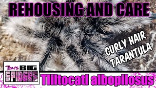 T. albopilosus 'Curly Hair Tarantula' Rehouse and Care Notes