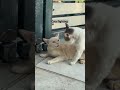 Cats fighting #cats